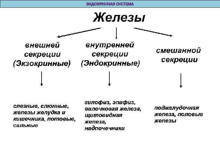 Железы внутренней секреции 8 класс биология конспект