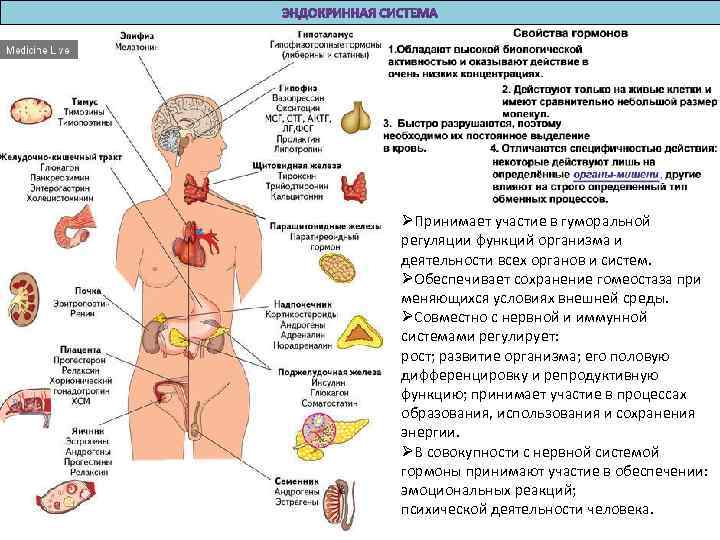 ØПринимает участие в гуморальной регуляции функций организма и деятельности всех органов и систем. ØОбеспечивает