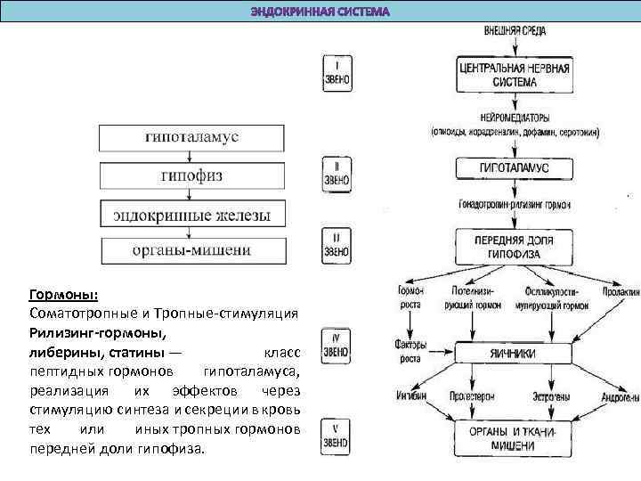 Гормоны: Соматотропные и Тропные-стимуляция Рилизинг-гормоны, либерины, статины — класс пептидных гормонов гипоталамуса, реализация их