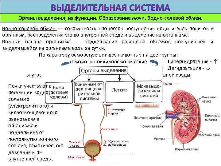 Системы органов процессы