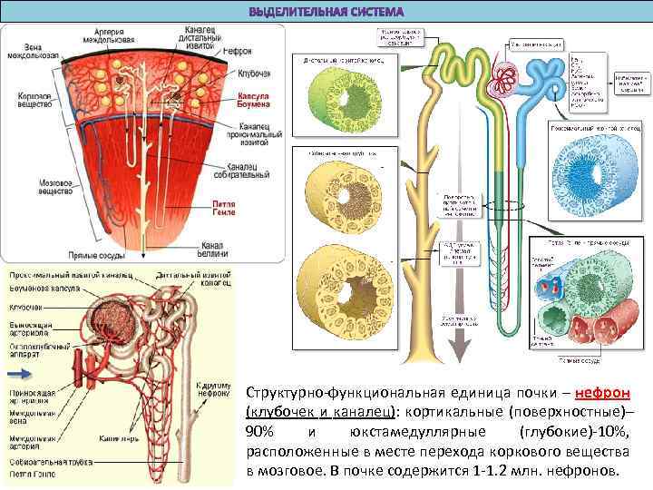 Структурно-функциональная единица почки – нефрон (клубочек и каналец): кортикальные (поверхностные)– 90% и юкстамедуллярные (глубокие)-10%,