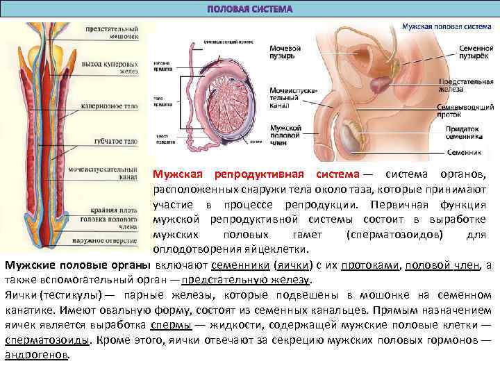 Мужская репродуктивная система — система органов, расположенных снаружи тела около таза, которые принимают участие