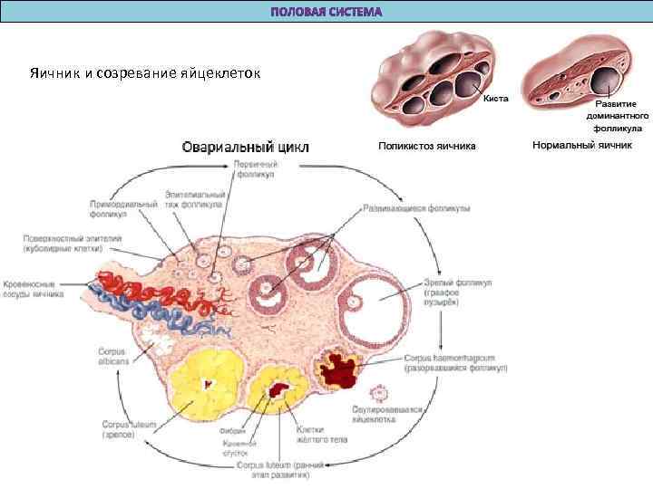 Яичник и созревание яйцеклеток 