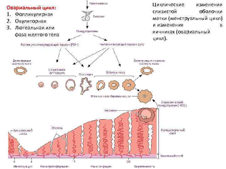 Овариальный цикл: 1. Фолликулярная 2. Овуляторная 3. Лютеальная или фаза желтого тела Циклические изменения