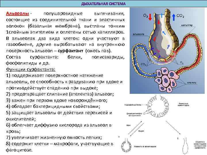 Функции легочных пузырьков. Функции легочных пузырьков альвеол. Функция альвеол легких. Особенности строения легких с альвеолами. Альвеолы строение и функции.