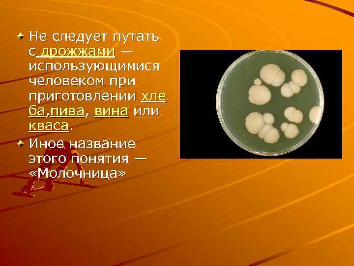 Не следует путать с дрожжами — использующимися человеком приготовлении хле ба, пива, вина или