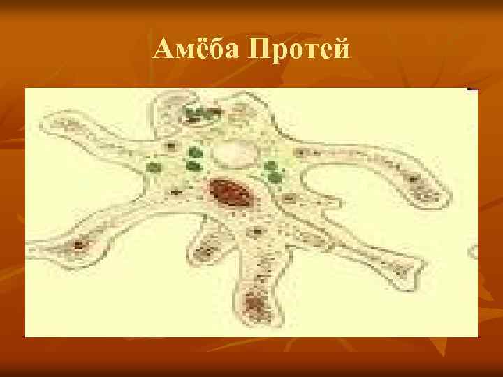 Амеба протей. Питание амебы Протей. Строение амебы 5 класс. Амеба 5 класс биология.