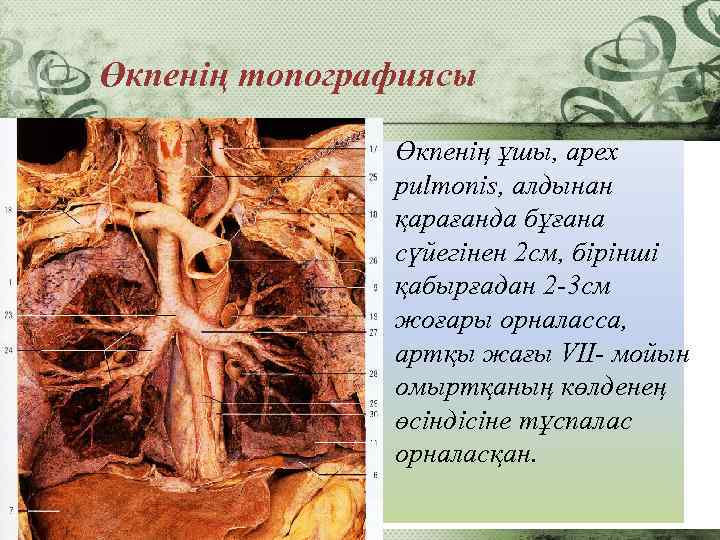 Өкпенің топографиясы Өкпенің ұшы, apex pulmonis, алдынан қарағанда бұғана сүйегінен 2 см, бірінші қабырғадан