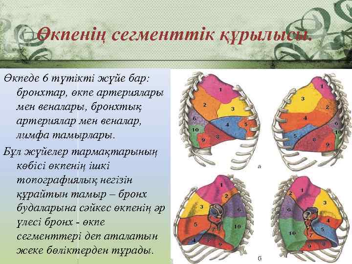 Өкпенің сегменттік құрылысы. Өкпеде 6 түтікті жүйе бар: бронхтар, өкпе артериялары мен веналары, бронхтық