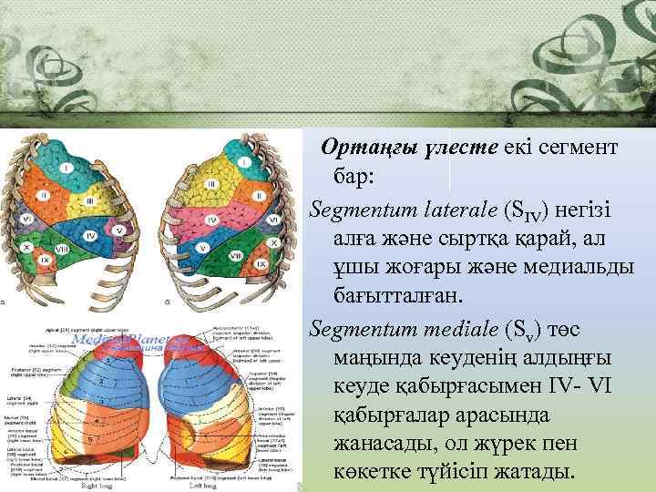  Ортаңғы үлесте екі сегмент бар: Segmentum laterale (SIV) негізі алға және сыртқа қарай,