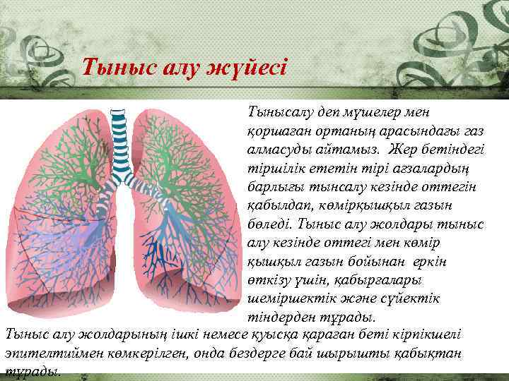 Тыныс алу жүйесінің. Тыныс алу процесі фото. Тыныс Йоко открытка. Тыныс тон картинки.