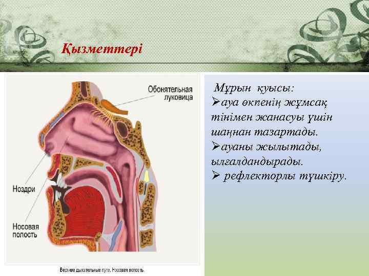 Қызметтері Мұрын қуысы: Øауа өкпенің жұмсақ тінімен жанасуы үшін шаңнан тазартады. Øауаны жылытады, ылғалдандырады.