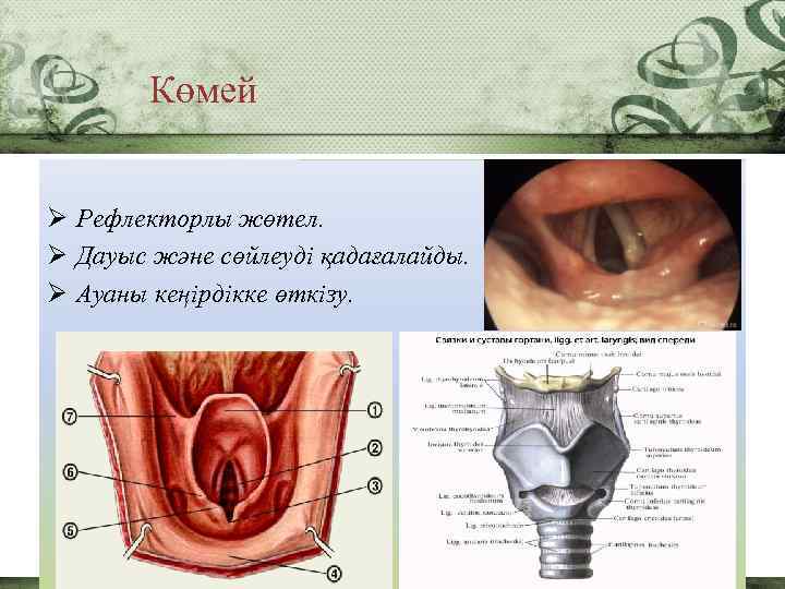 Көмей Ø Рефлекторлы жөтел. Ø Дауыс және сөйлеуді қадағалайды. Ø Ауаны кеңірдікке өткізу. 