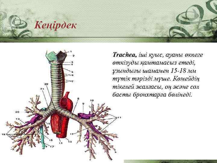 Кеңірдек Trachea, іші қуыс, ауаны өкпеге өткізуды қамтамасыз етеді, ұзындығы шамамен 15 -18 мм