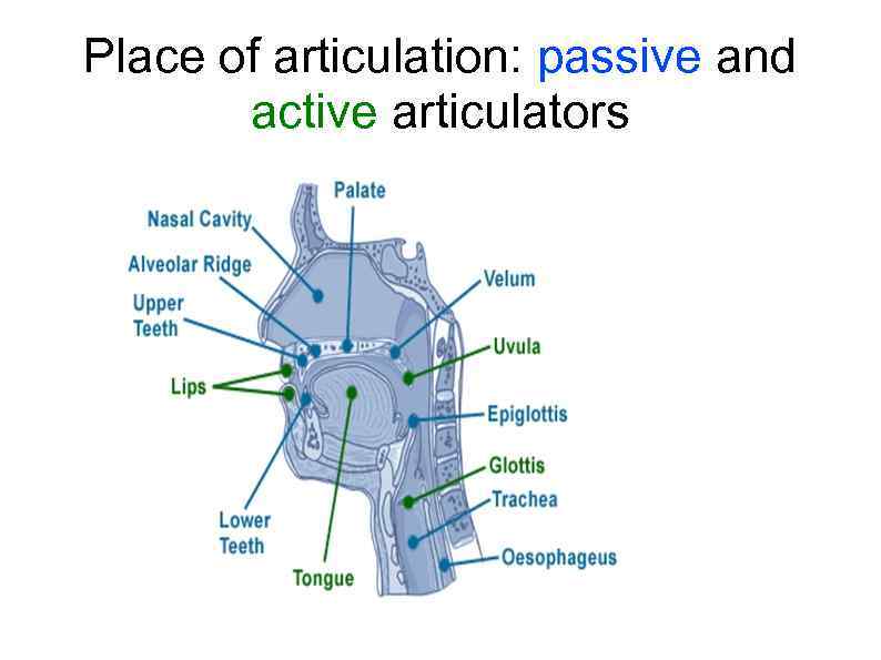 Place of articulation: passive and active articulators 