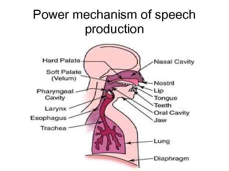 Power mechanism of speech production 