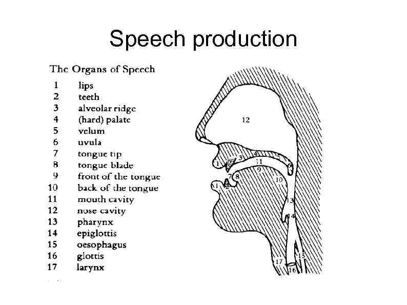 Speech production 