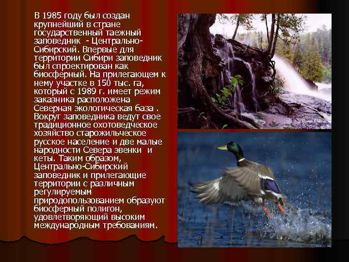  В 1985 году был создан крупнейший в стране государственный таежный заповедник - Центрально.