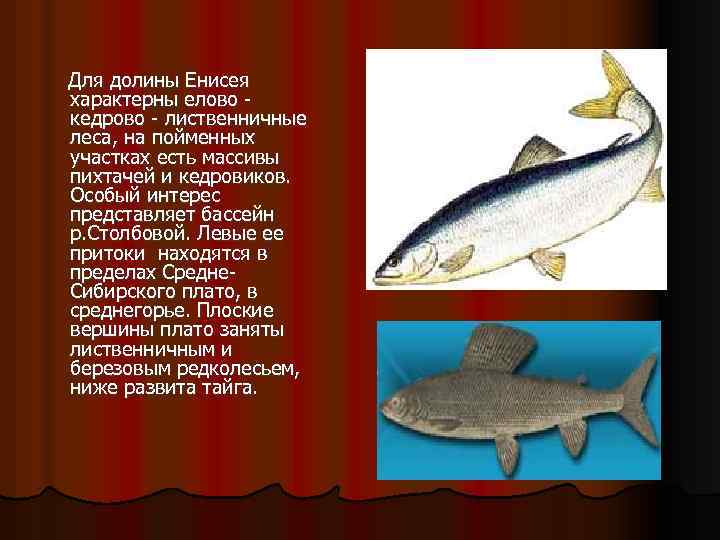  Для долины Енисея характерны елово - кедрово - лиственничные леса, на пойменных участках