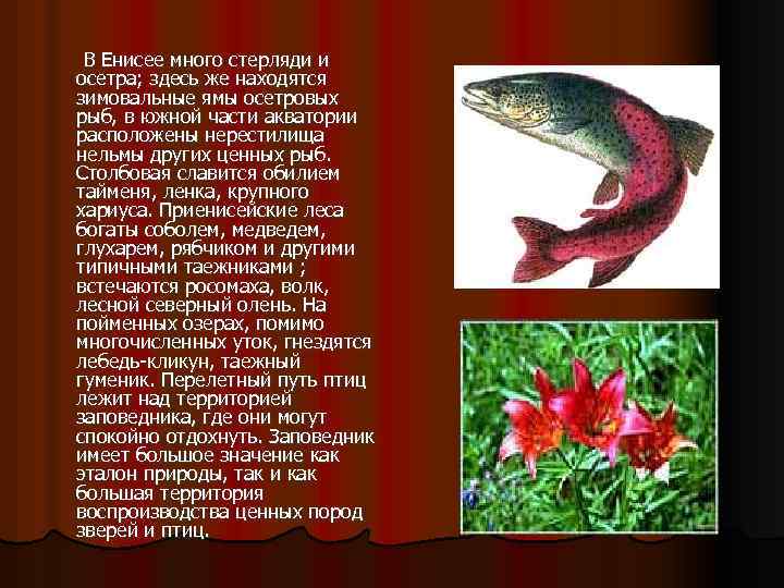  В Енисее много стерляди и осетра; здесь же находятся зимовальные ямы осетровых рыб,