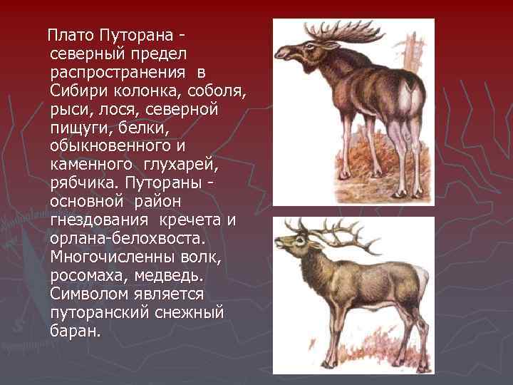  Плато Путорана - северный предел распространения в Сибири колонка, соболя, рыси, лося, северной