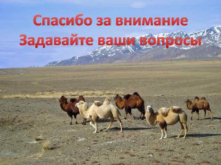 Спасибо за внимание Задавайте ваши вопросы 