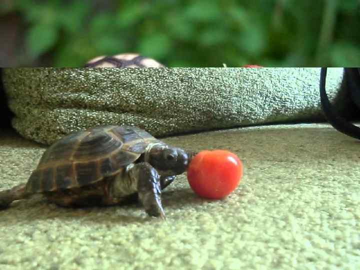 Слоновая черепаха употребляет в пищу растительность. Она ест буквально любую зелень: будь то листья