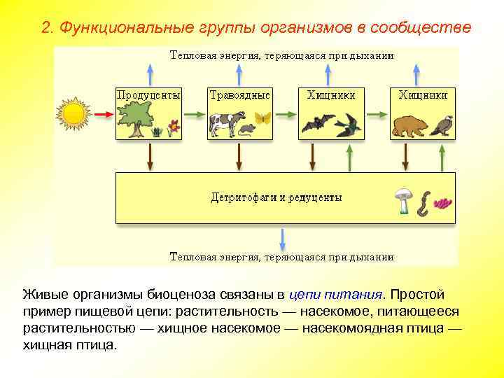 2. Функциональные группы организмов в сообществе Живые организмы биоценоза связаны в цепи питания. Простой