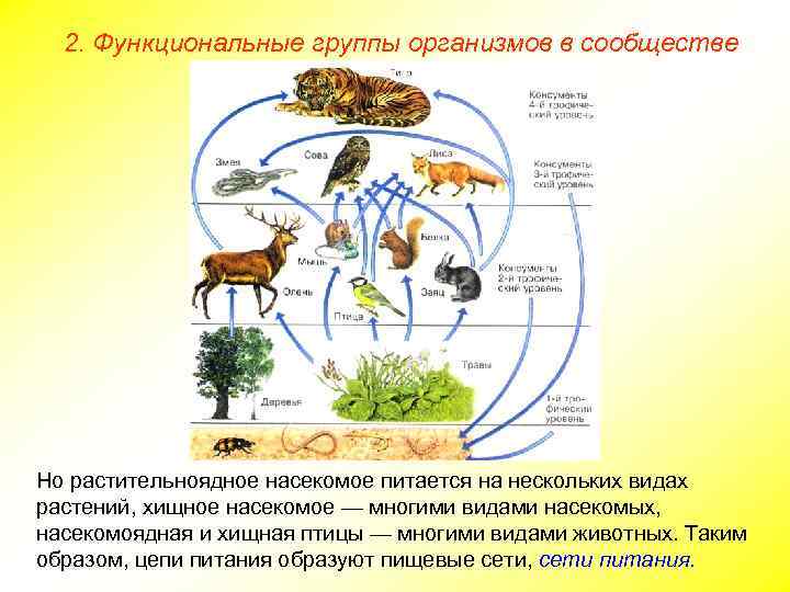 2. Функциональные группы организмов в сообществе Но растительноядное насекомое питается на нескольких видах растений,