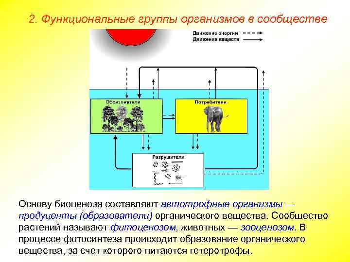 2. Функциональные группы организмов в сообществе Основу биоценоза составляют автотрофные организмы — продуценты (образователи)