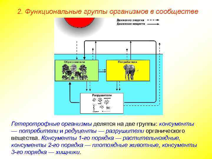 2. Функциональные группы организмов в сообществе Гетеротрофные организмы делятся на две группы: консументы —