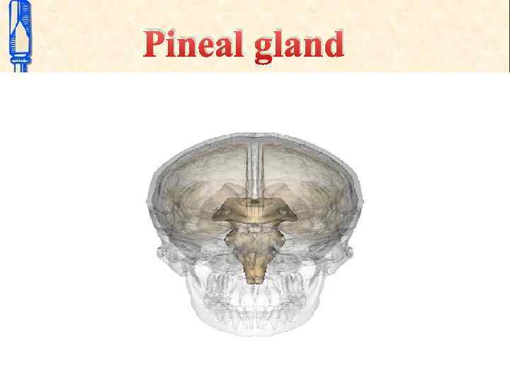 Pineal gland 