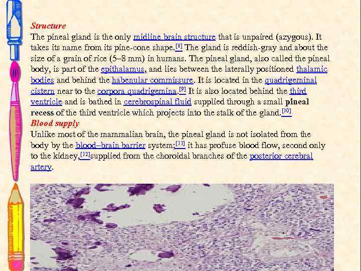 Structure The pineal gland is the only midline brain structure that is unpaired (azygous).