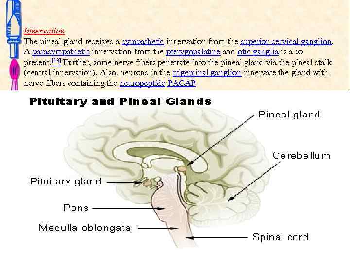 Innervation The pineal gland receives a sympathetic innervation from the superior cervical ganglion. A