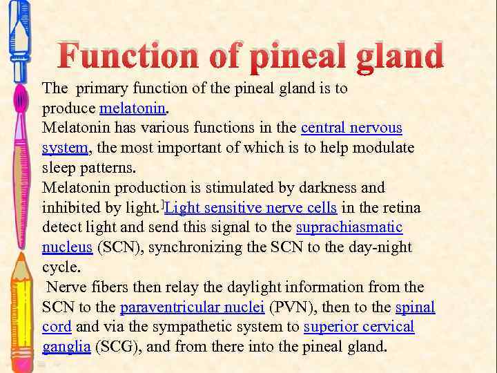 Function of pineal gland The primary function of the pineal gland is to produce