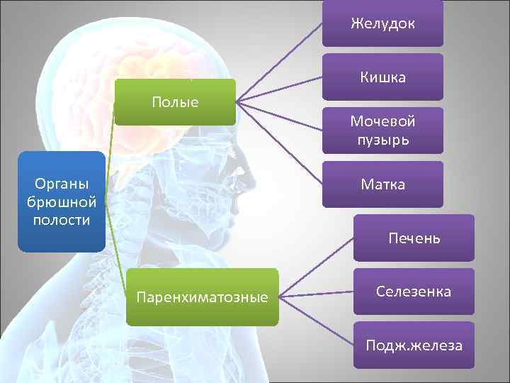 Желудок Кишка Полые Органы брюшной полости Мочевой пузырь Матка Печень Паренхиматозные Селезенка Подж. железа