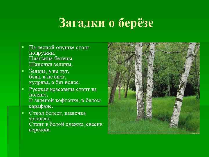 Загадки о берёзе § На лесной опушке стоят подружки. Платьица белены. Шапочки зелены. §