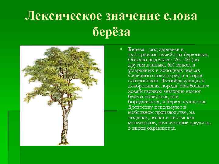 Имена обозначающие дерево. Лексическое значение слово Бережа. Береза лексическое значение. Лексическое дерево. Слова обозначающие деревья.