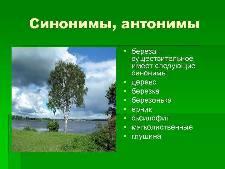 Синонимы, антонимы § береза — существительное, имеет следующие синонимы: § дерево § березка §