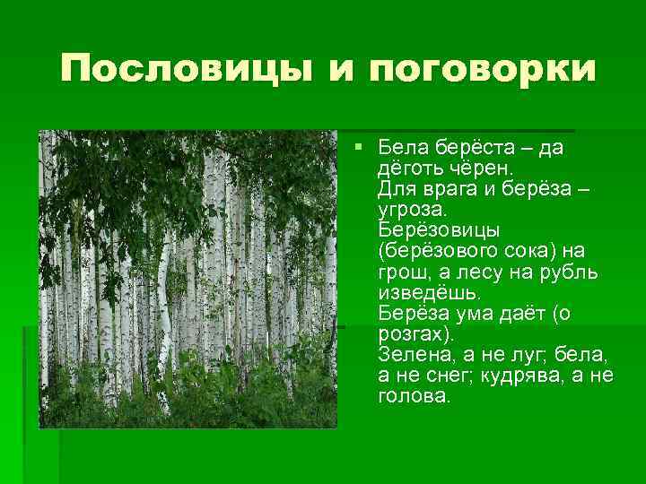 Пословицы и поговорки § Бела берёста – да дёготь чёрен. Для врага и берёза