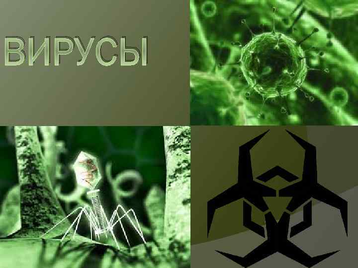ВИРУСЫ 