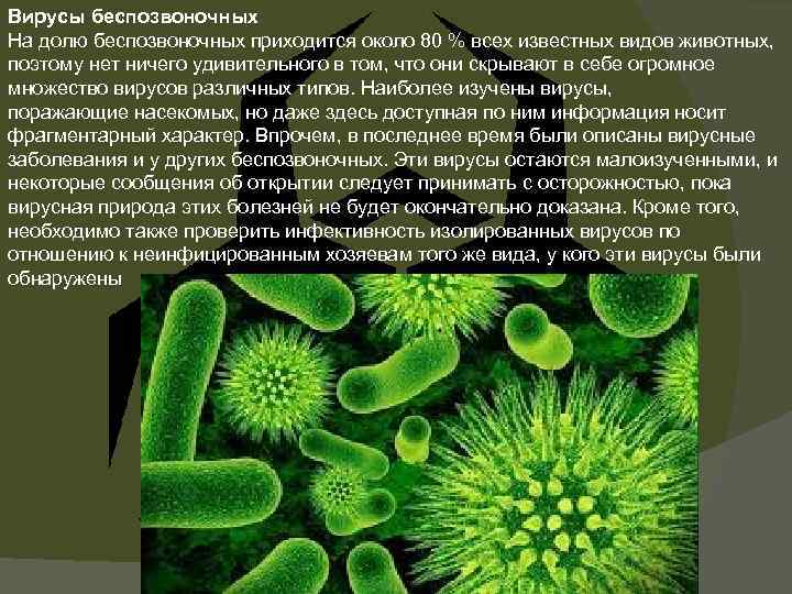 Вирусы беспозвоночных На долю беспозвоночных приходится около 80 % всех известных видов животных, поэтому