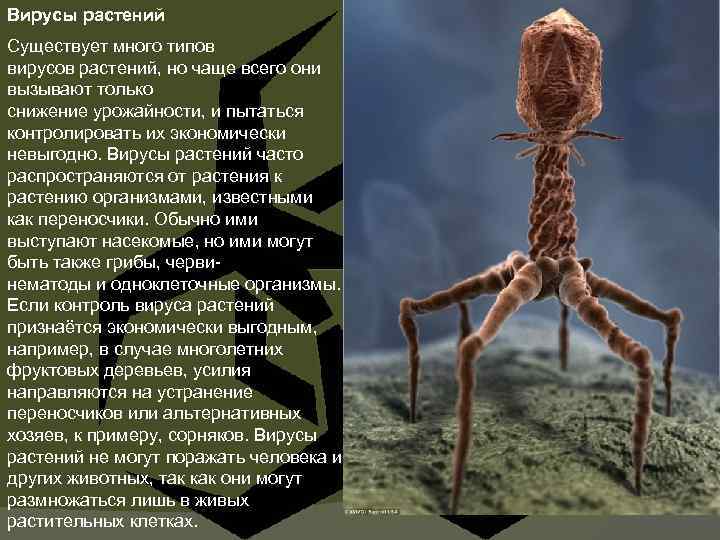 Вирусы растений Существует много типов вирусов растений, но чаще всего они вызывают только снижение