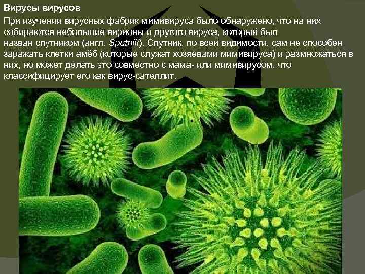 Вирусы вирусов При изучении вирусных фабрик мимивируса было обнаружено, что на них собираются небольшие