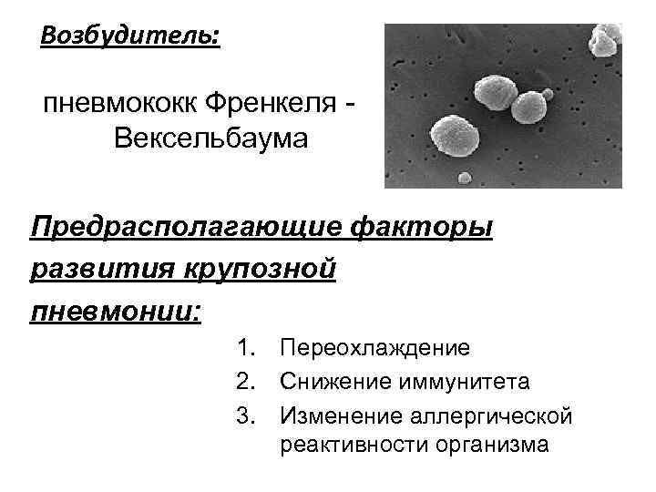 Возбудитель: пневмококк Френкеля Вексельбаума Предрасполагающие факторы развития крупозной пневмонии: 1. Переохлаждение 2. Снижение иммунитета
