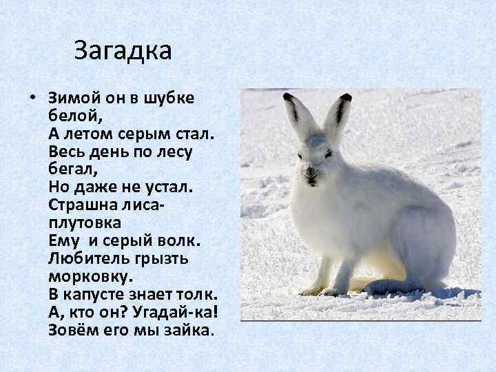 Загадка заяц