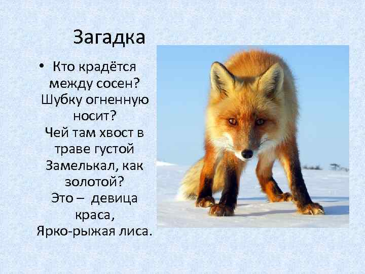 Загадка • Кто крадётся между сосен? Шубку огненную носит? Чей там хвост в траве