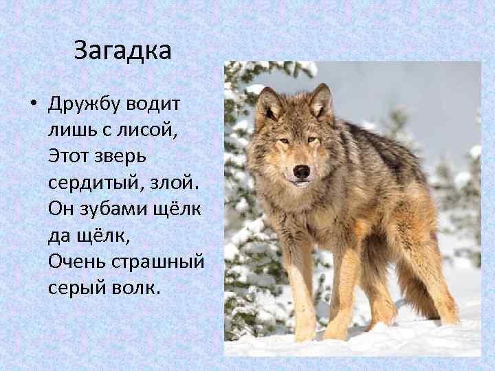 Загадка • Дружбу водит лишь с лисой, Этот зверь сердитый, злой. Он зубами щёлк