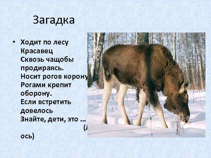 Загадка • Ходит по лесу Красавец Сквозь чащобы продираясь. Носит рогов корону. Рогами крепит