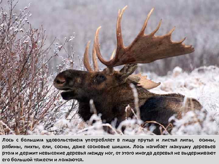 У лося- лосята. Лось с большим удовольствием употребляет в пищу прутья и листья липы,